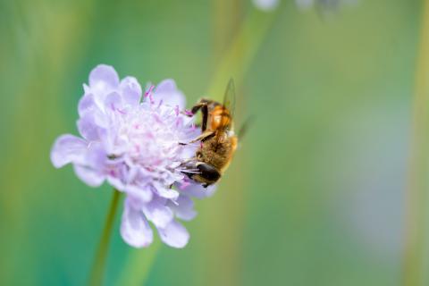 Wildbienen Oase Samenmischung